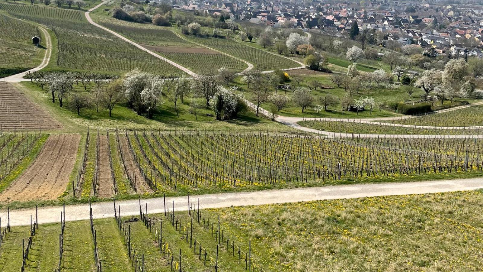 Landgasthof Rebstock Weil Am Rhein / Basel 외부 사진