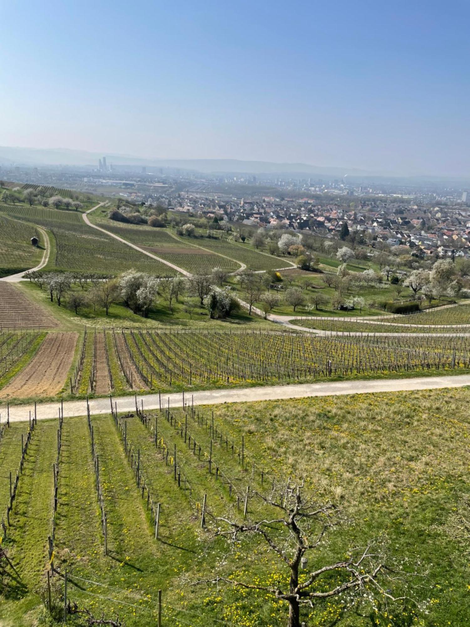 Landgasthof Rebstock Weil Am Rhein / Basel 외부 사진